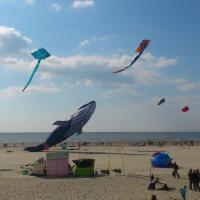 Les Rencontres Internationales de Cerfs-Volants se tiennent chaque année à Berck-sur-Mer