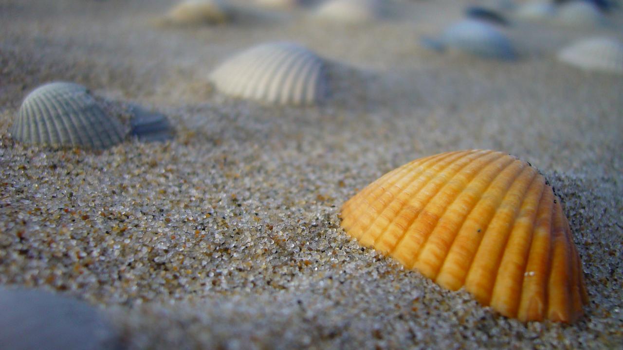 Profitez des beautés de la plage, à seulement un kilomètre d'AFL